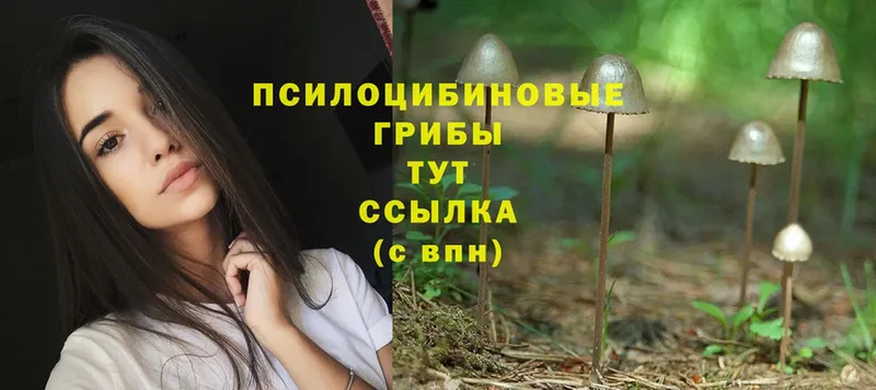 mega рабочий сайт  Приволжск  Псилоцибиновые грибы Psilocybe 